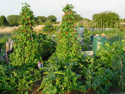 Regardez les courgettes et les haricots verts au lopin de terre de Hugh